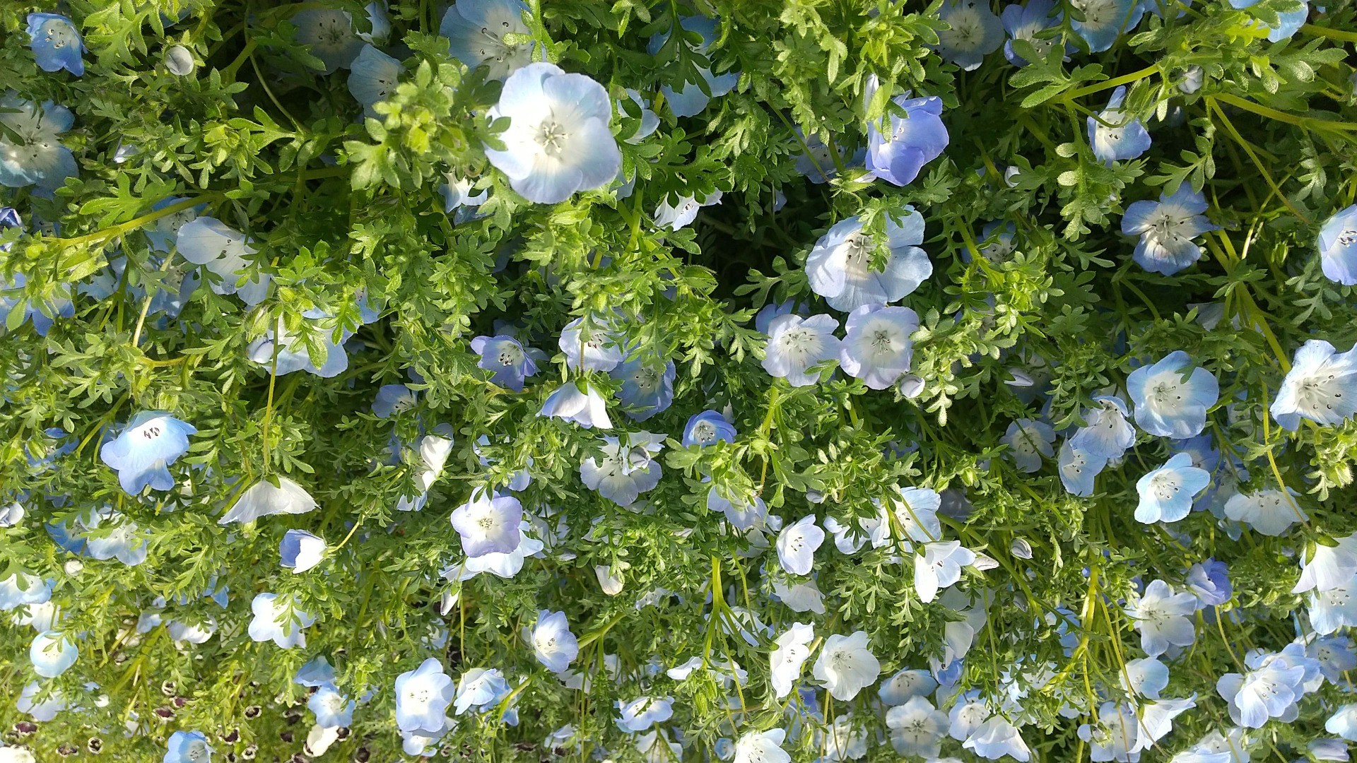 ここで咲く