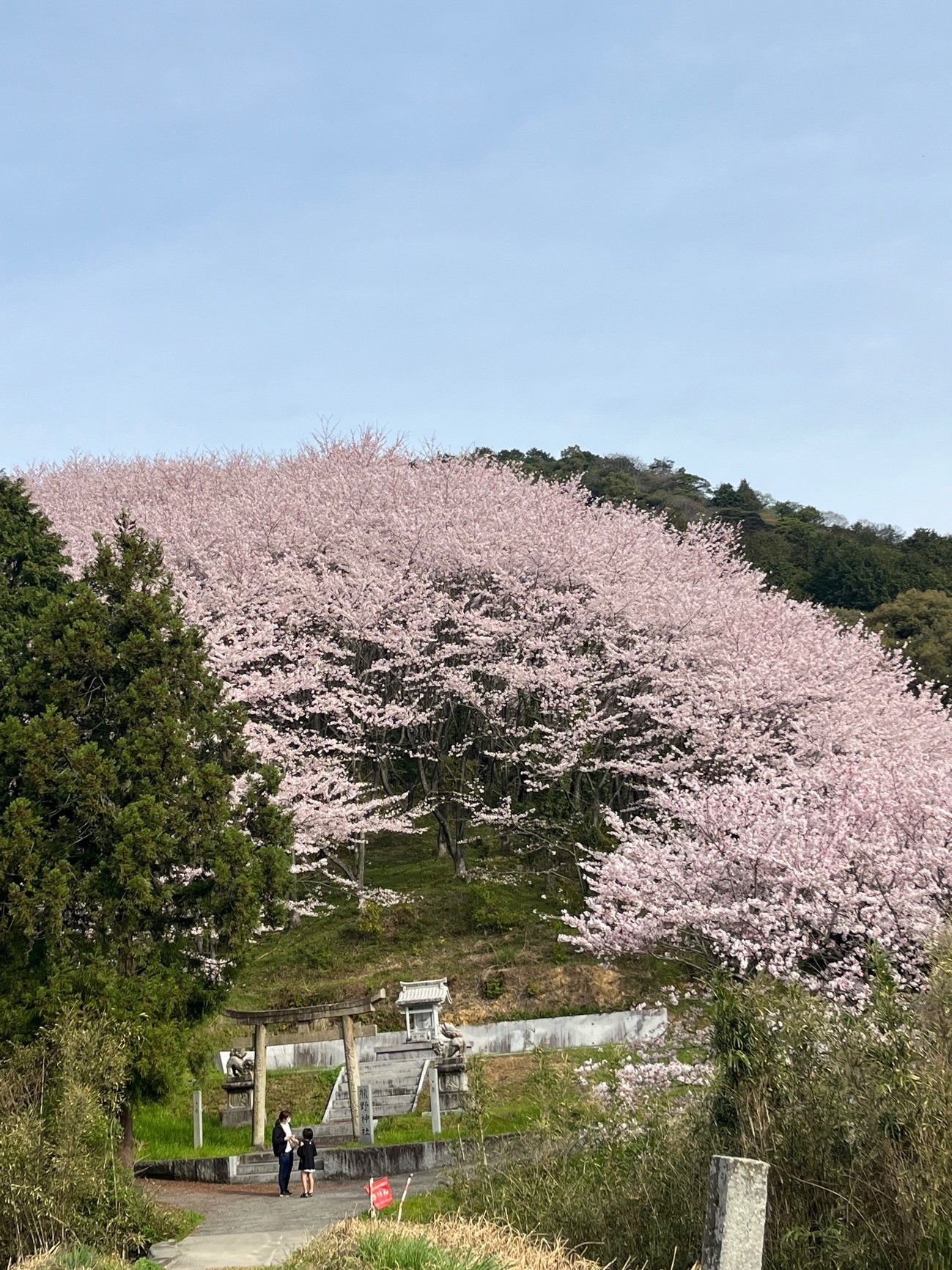 桜山