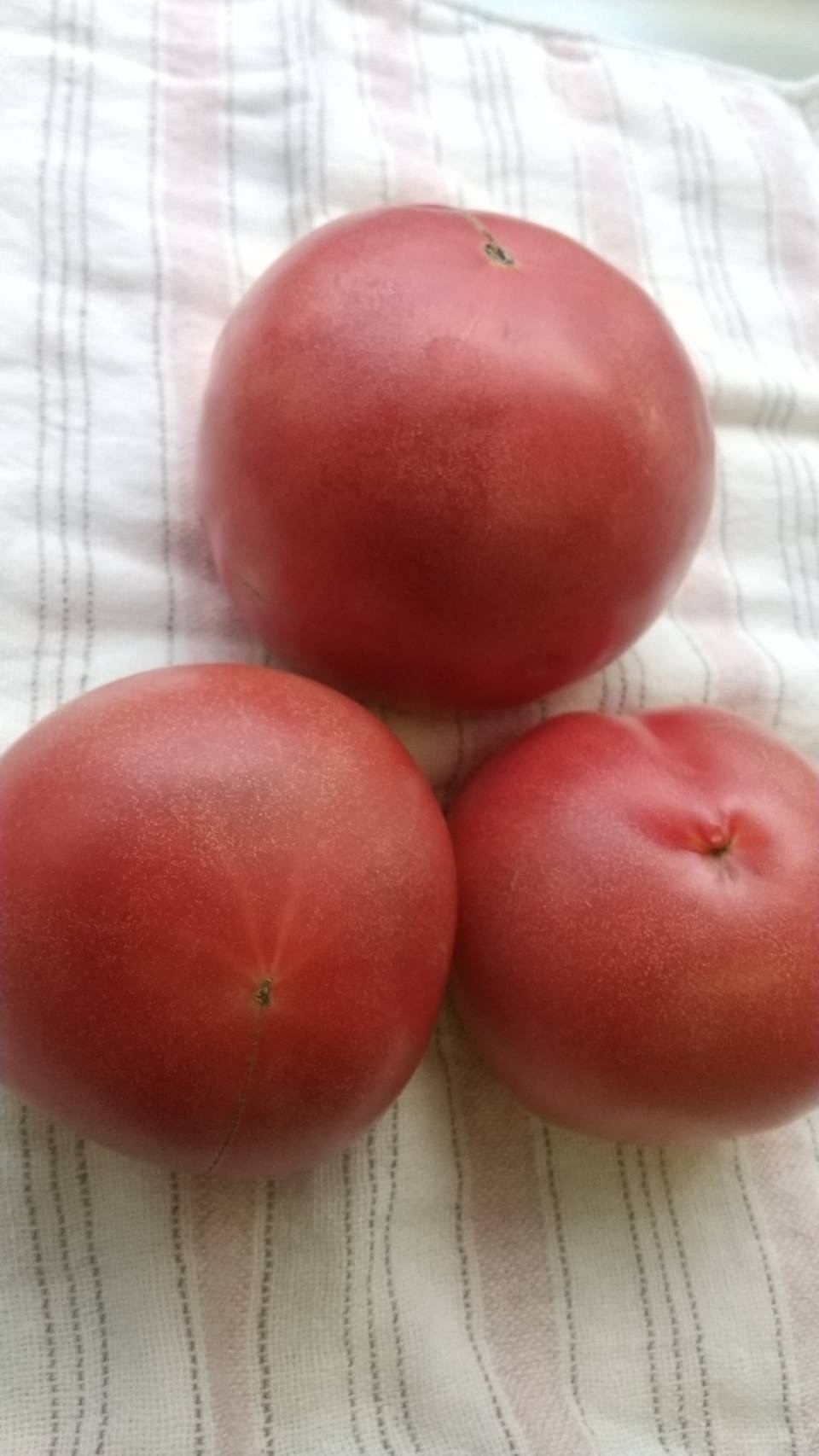 盛夏のトマト