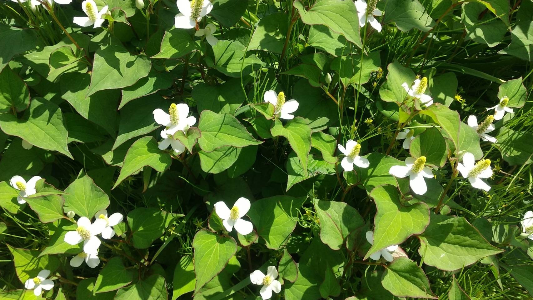 野の花