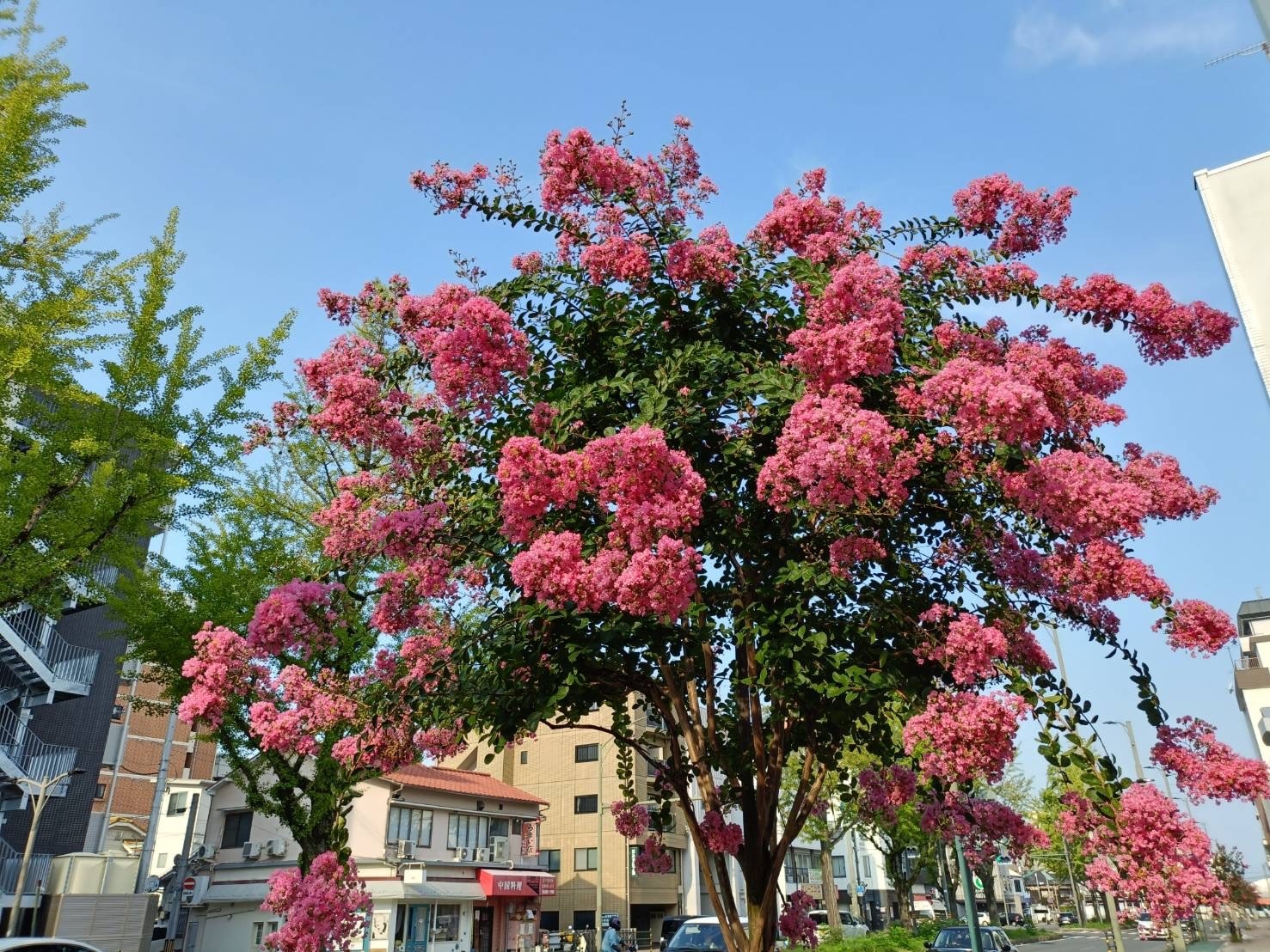 夏の花