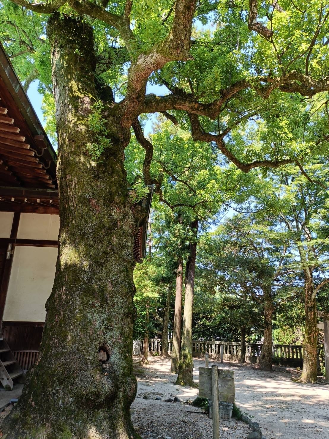影を売っている店