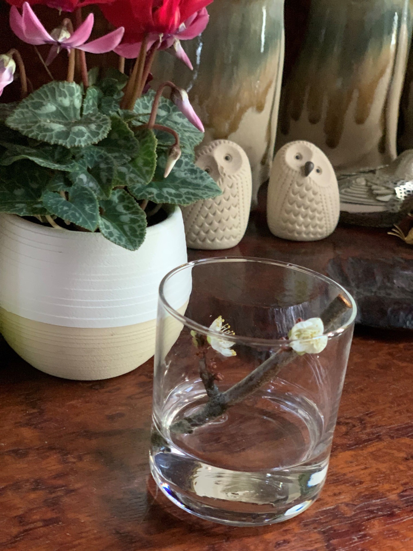 梅の花