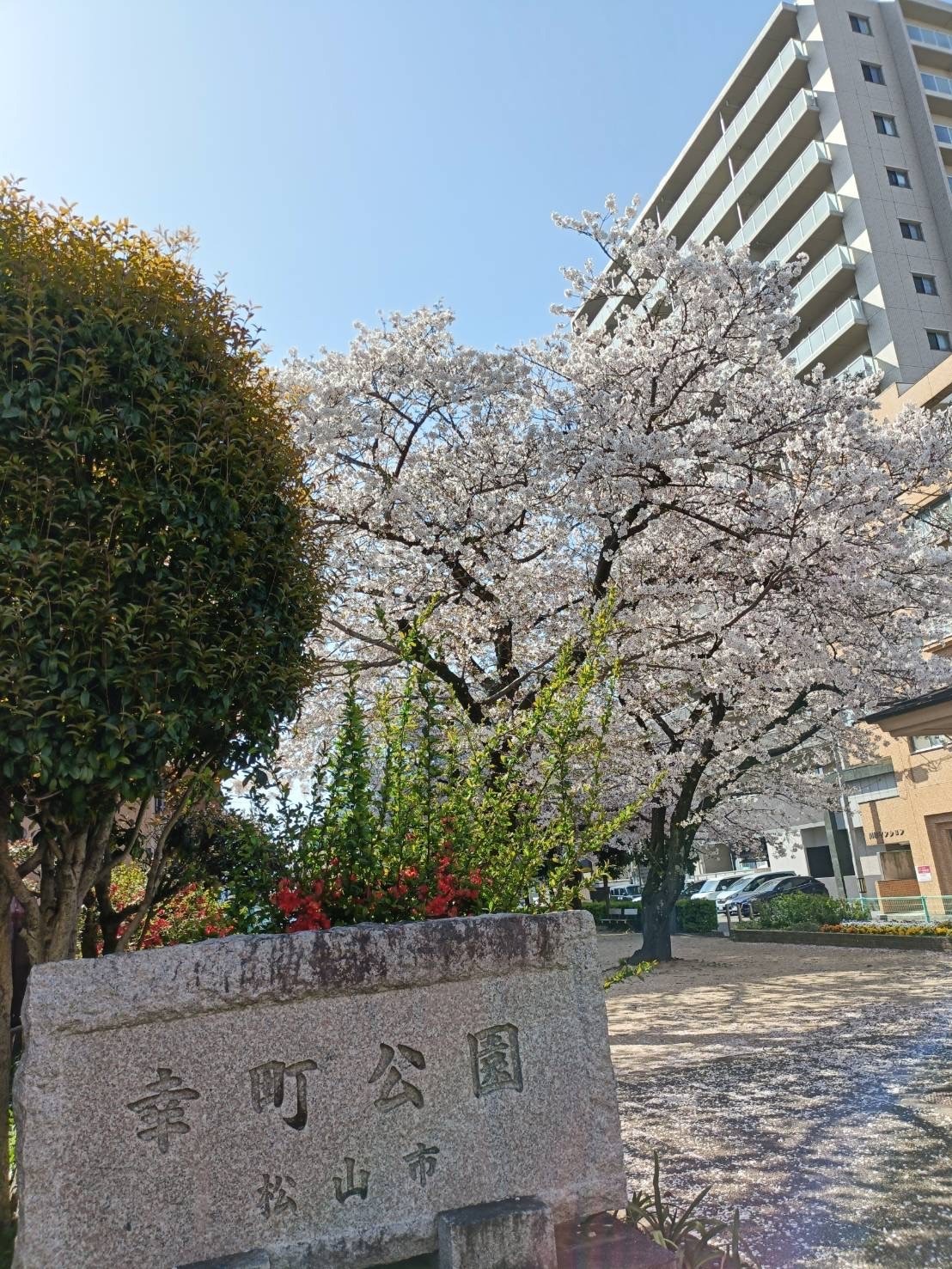 幸町公園の桜