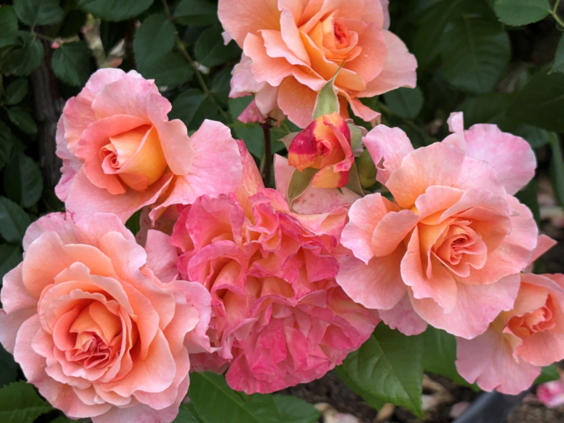薔薇の花の頃