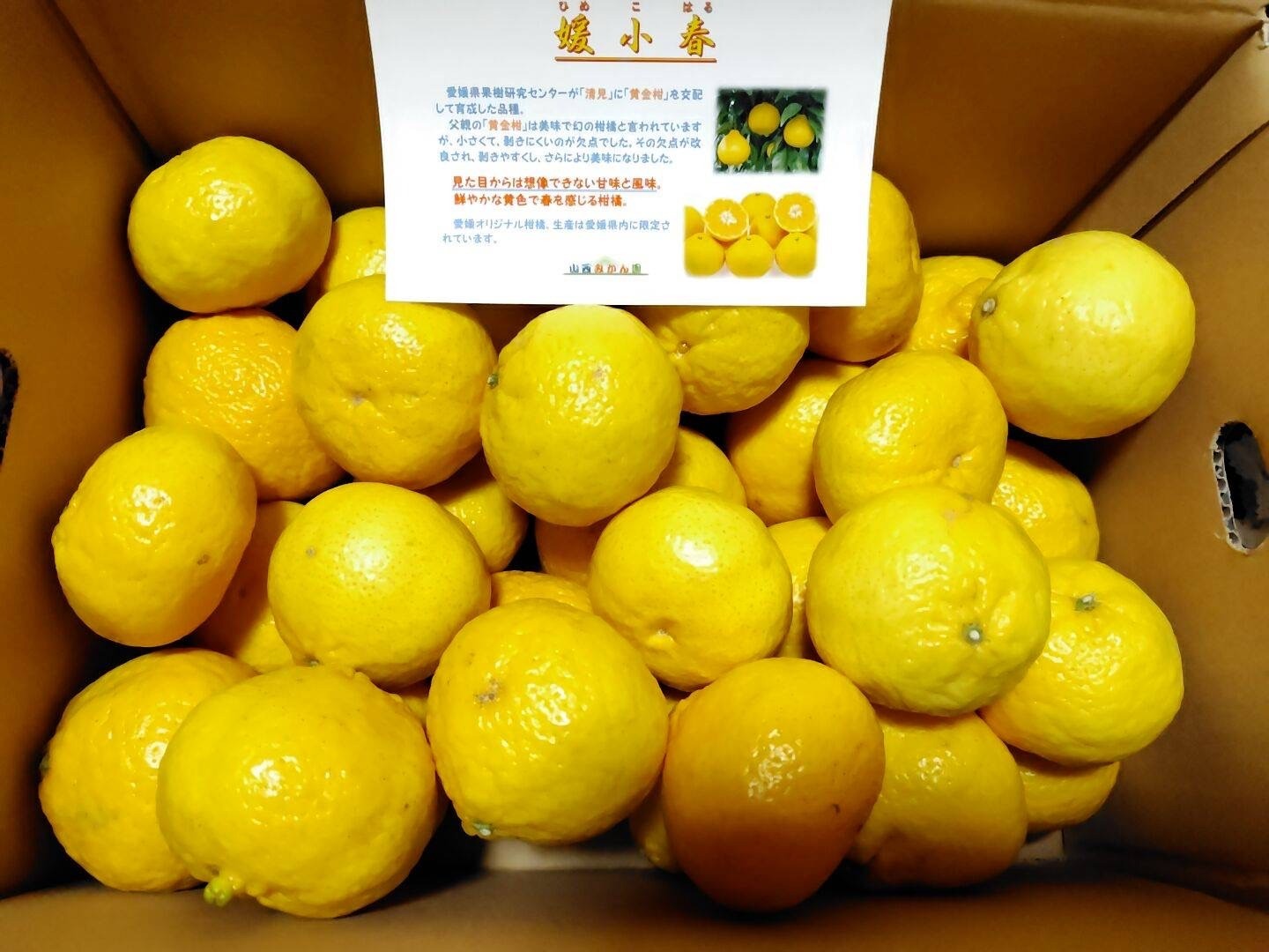 春のおたより　媛小春