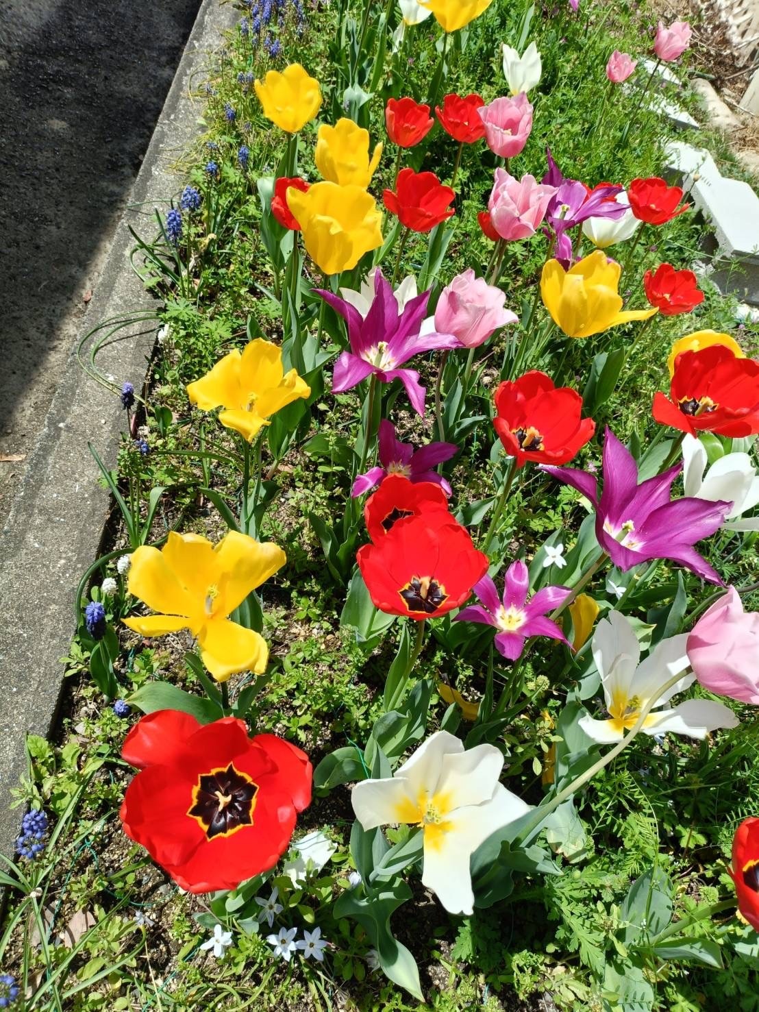 さいたさいたチューリップの花