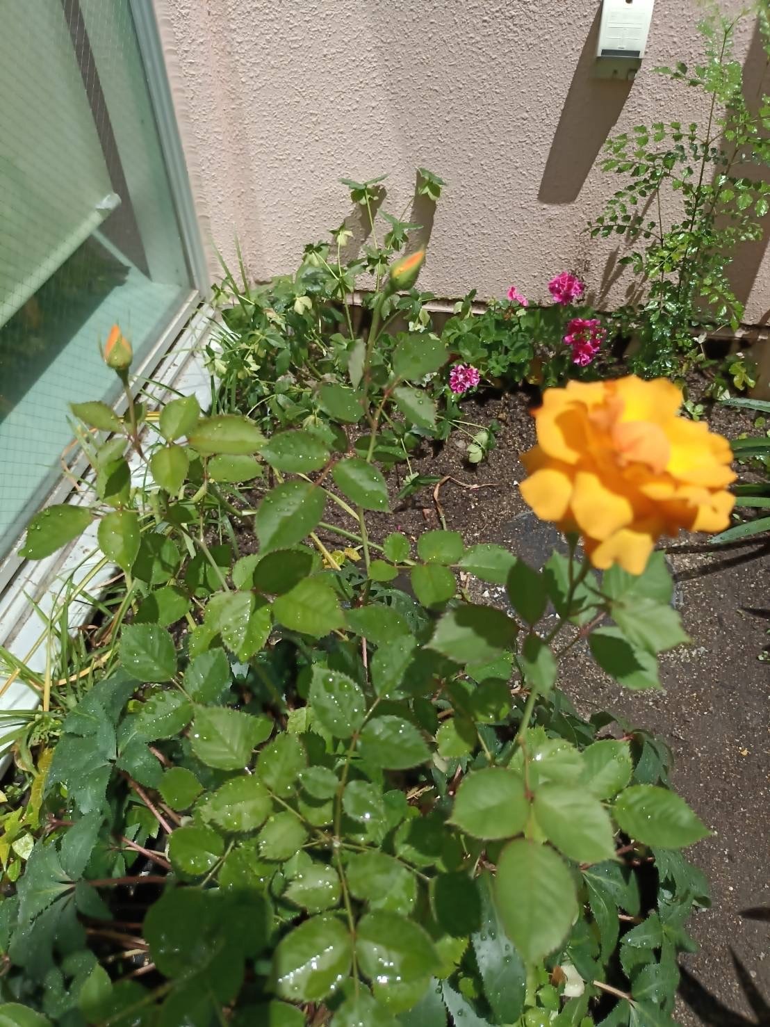 バラが咲いた　リエゾンガーデン便り5月