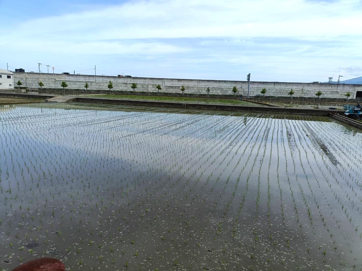 田植えの頃