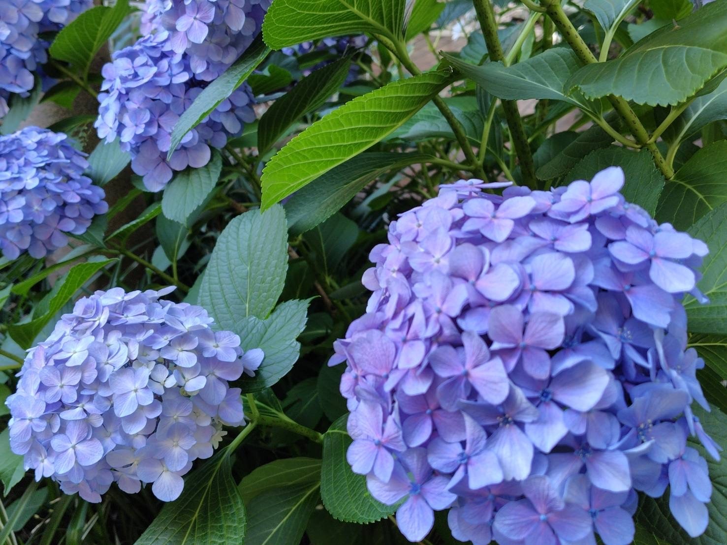 雨の朝　紫陽花