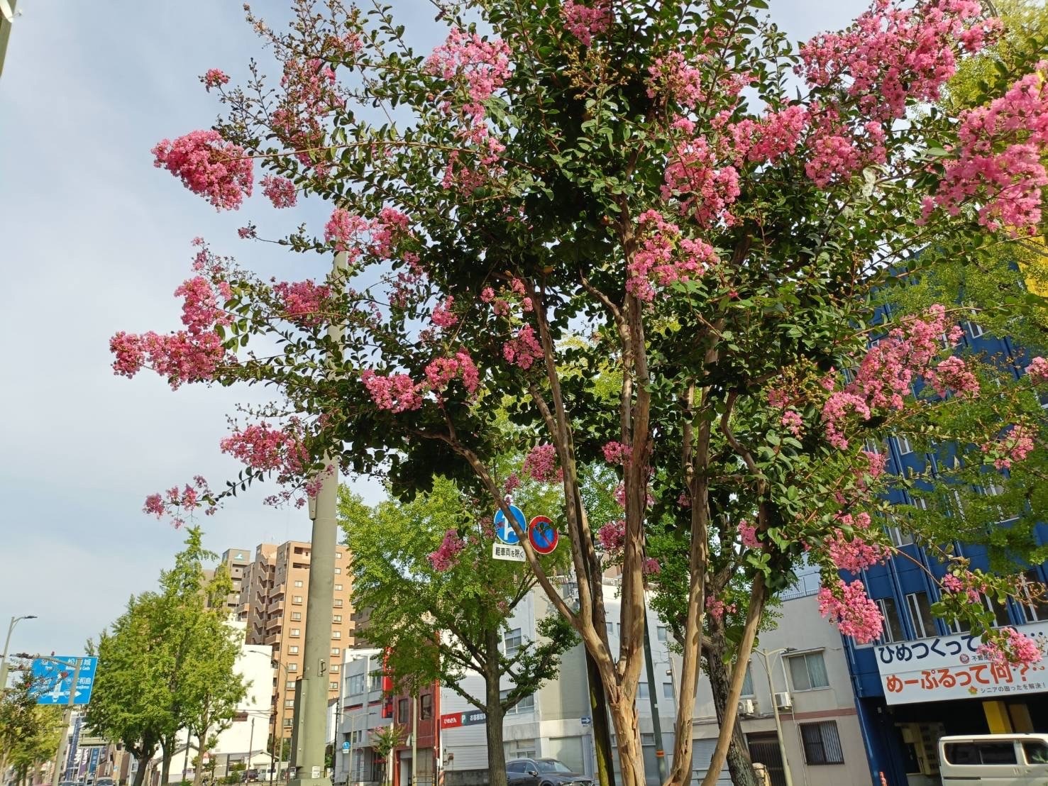 2026年　夏の花